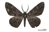 藏品(黑齒紋灰褐尺蛾)的圖片